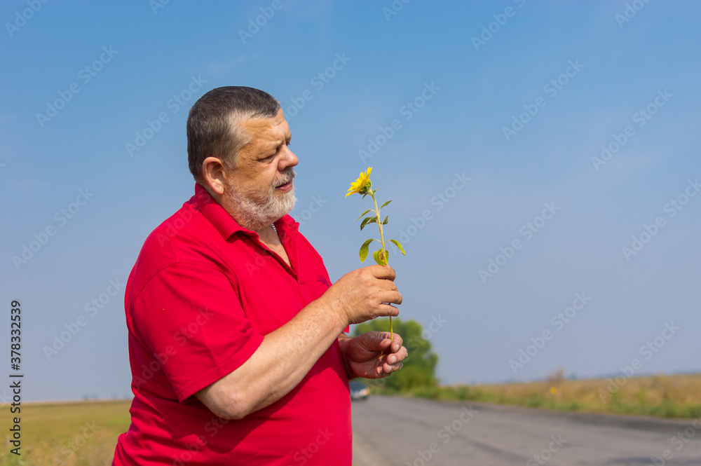 Outdoor portrait of bearded caucasian senior in red shirt taking wild sunflower while standing on a roadside Outdoor portrait of bearded caucasian senior in red shirt taking wild sunflower while standing on a roadside