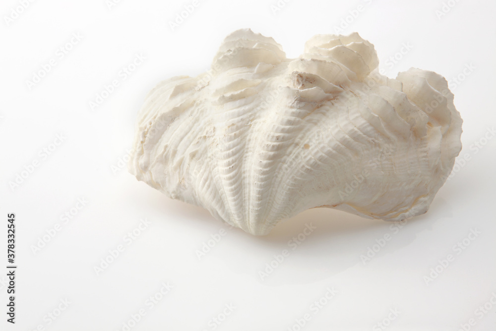 Isolated shells with white Background Isolated shells with white Background