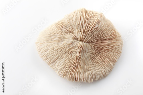 Isolated shells with white Background