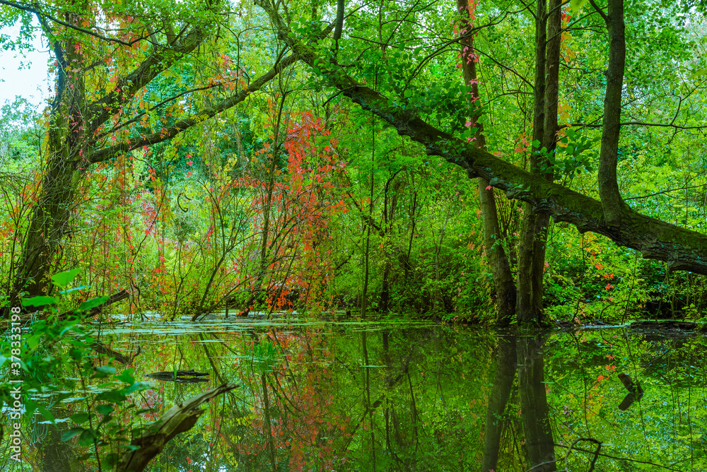 Trees that stand in a flooded forest, trees in the swamp, autumnal, fallen trees Trees that stand in a flooded forest, trees in the swamp, autumnal, fallen trees