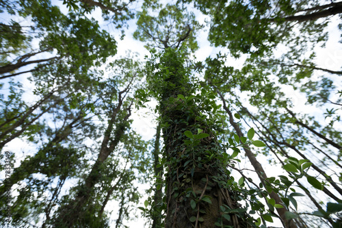 Parasitic vine wrapped around tree trunk in tropical forest