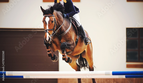 Konstfotografi A beautiful bay racehorse with a rider in the saddle quickly jumps the high blue barrier in a show jumping competition