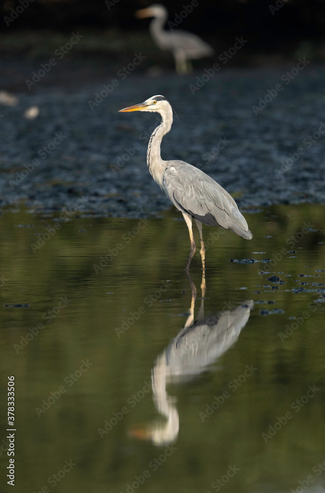 Grey Heron and reflection on water at Tubli bay, Bahrain Grey Heron and reflection on water at Tubli bay, Bahrain