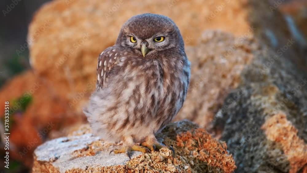 Little owl in its habitat close up. Athene noctua Little owl in its habitat close up. Athene noctua