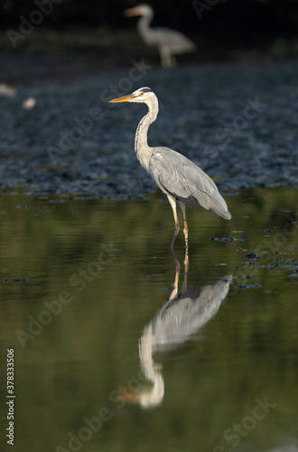 Grey Heron and reflection on water at Tubli bay, Bahrain