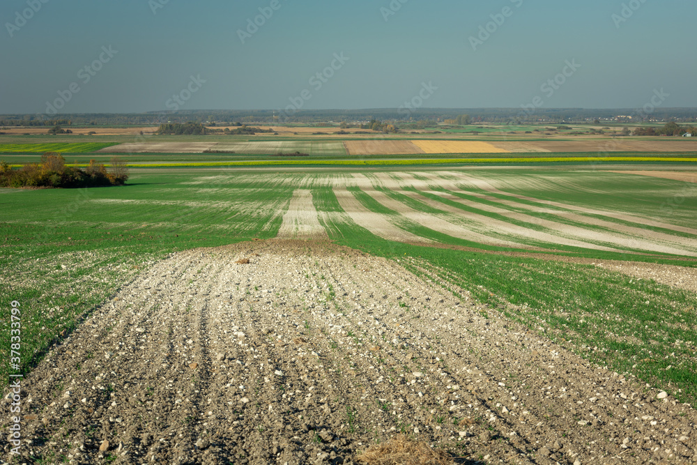 Autumn fields in eastern Poland, October view