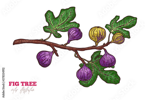 Fig tree branch vector hand drawn illustration. Ripe exotic delicious fruit and leaves sketch illustration. Fresh purple tasty figs isolated clipart. Botanical greeting card design element