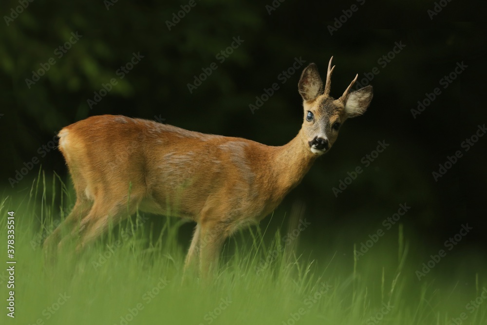 Wildlife scene with roebuck, Czech. Roe deer, Capreolus capreolus, walking in the grass. roe in a natural habitat.