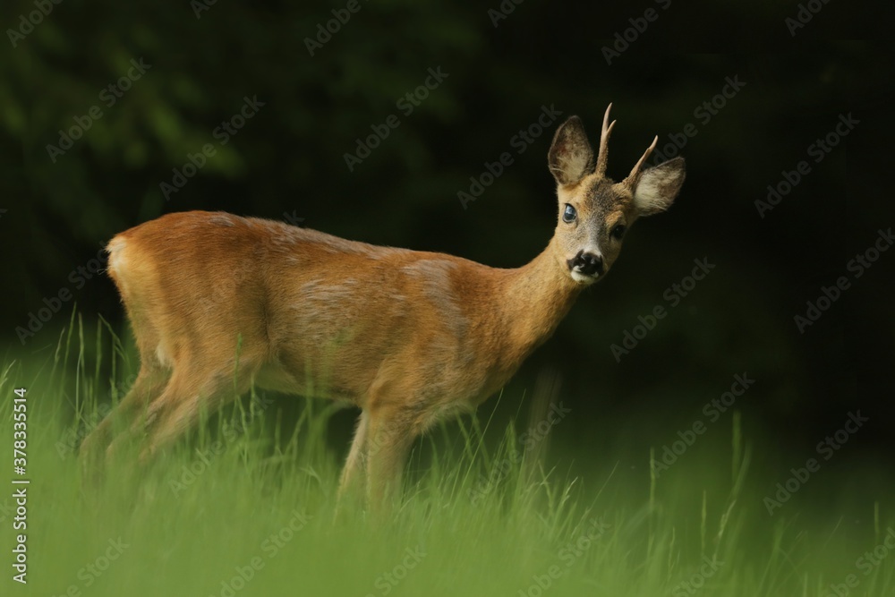 Wildlife scene with roebuck, Czech. Roe deer, Capreolus capreolus, walking in the grass. roe in a natural habitat. Wildlife scene with roebuck, Czech. Roe deer, Capreolus capreolus, walking in the grass. roe in a natural habitat.