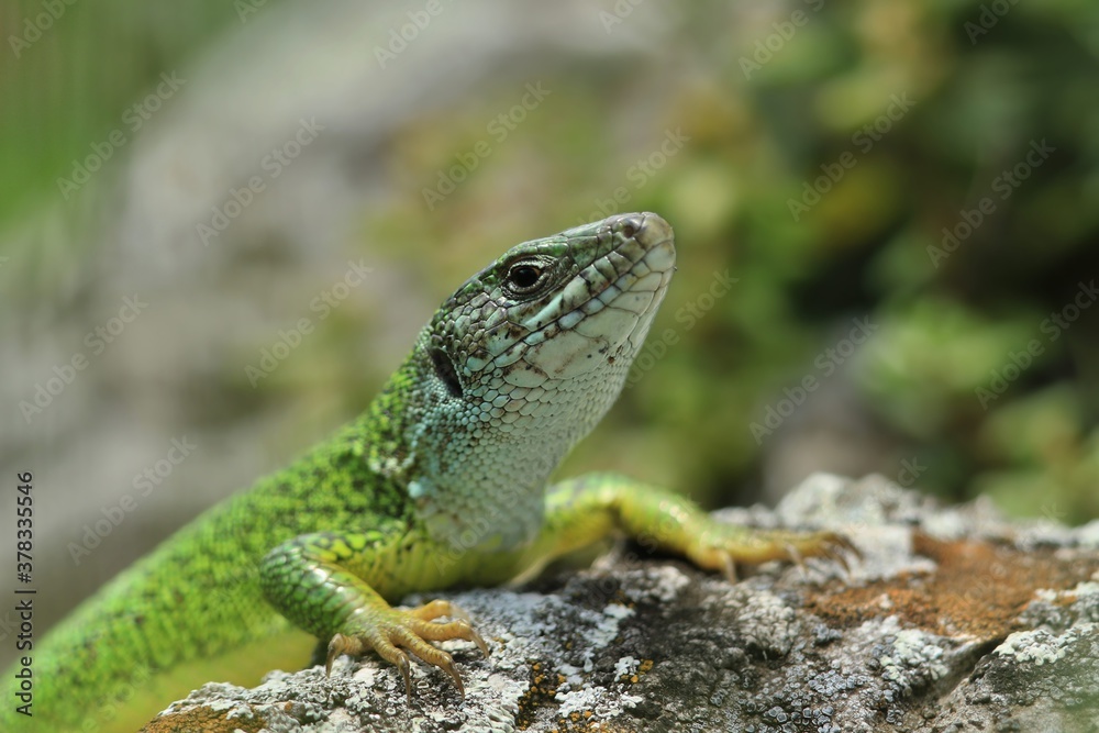 The European green lizard (Lacerta viridis) is a large lizard distributed across European midlatitudes from Slovenia and eastern Austria to as far east as the Black Sea coasts of Ukraine and Turkey. The European green lizard (Lacerta viridis) is a large lizard distributed across European midlatitudes from Slovenia and eastern Austria to as far east as the Black Sea coasts of Ukraine and Turkey.