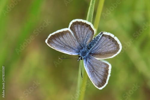 Silver-studded Blue, Plebejus argus, wild beautiful butterfly sitting on the green leaves, insect in the nature habitat, spring in the meadow. European wildlife, Czech republic.