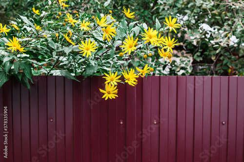  yellow flowers hang from the fence