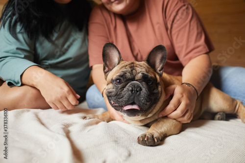 Close-up of domestic dog lying on bed while owners stroking it © AnnaStills