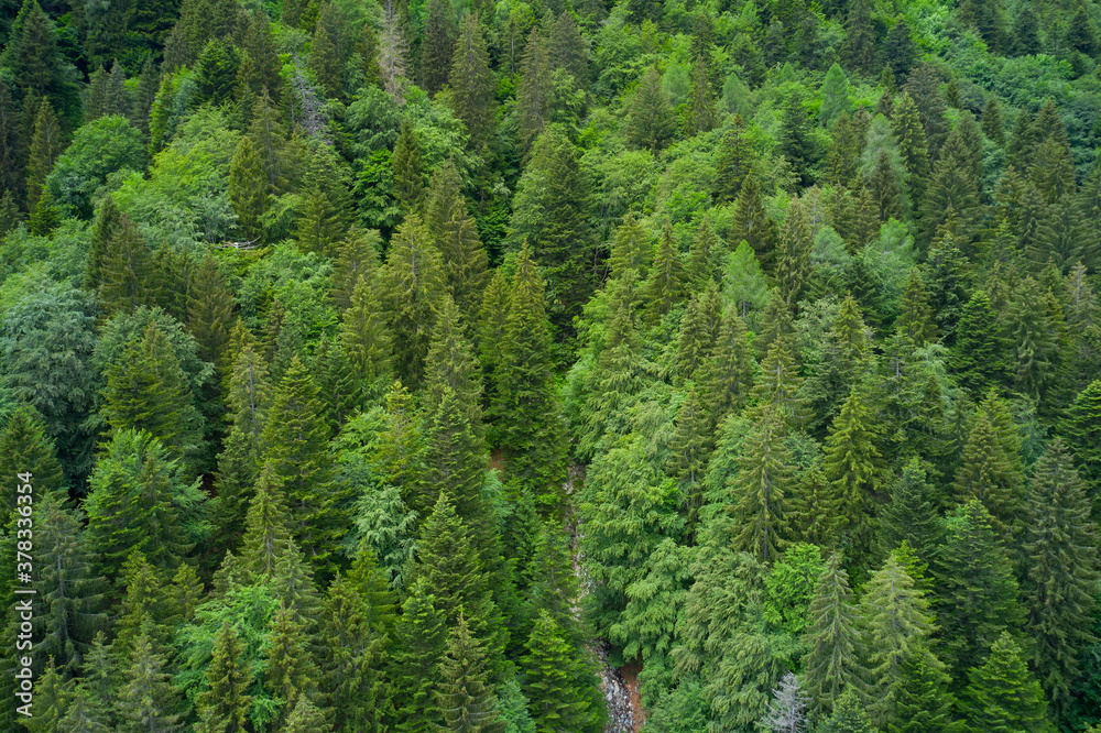 Fir peaks shot from above.  Alpine spruce forest on a hill. Plantation of spruce trees. Top down aerial view. Green spruce on the slope aerial view from the side.