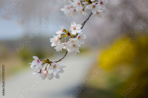 A picture of gorgeous cherry blossoms on a spring day