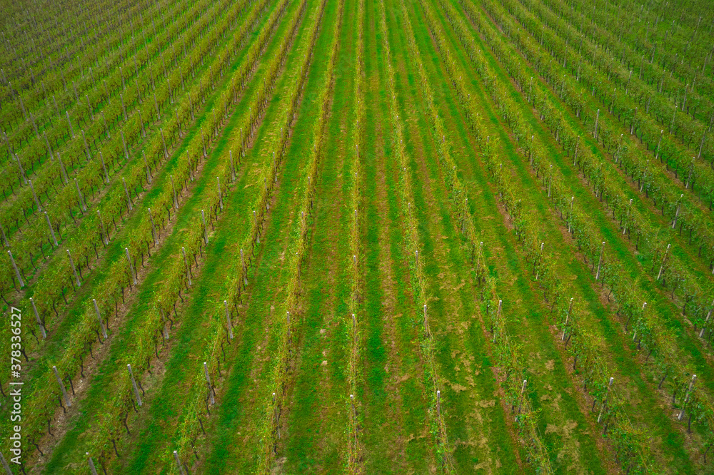 Aerial view of the vine plantation. Top view of the vineyard. Aerial view of the vine plantation. Top view of the vineyard.