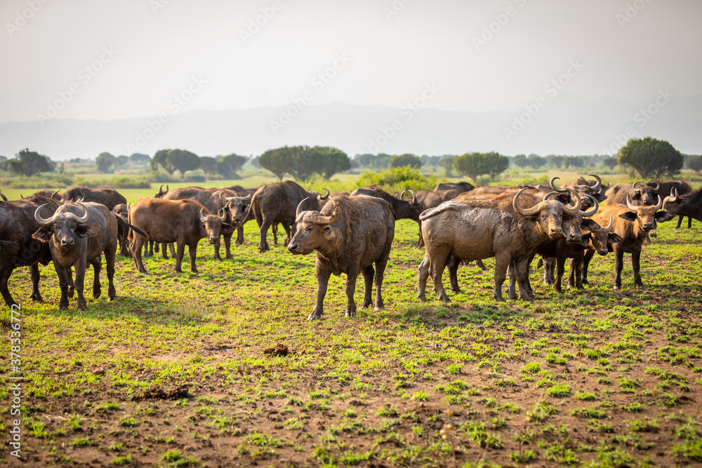 Obraz premium Herd of African Buffalo ( Syncerus caffer), Queen Elizabeth National Park, Uganda.