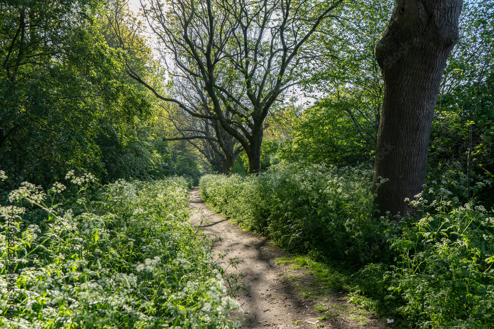 Backlit trees in community woodland alongside path walkway with sunlit cow parsley in Hackney at Spring time