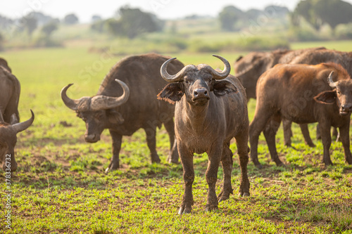 Herd of African Buffalo ( Syncerus caffer), Queen Elizabeth National Park, Uganda. 
