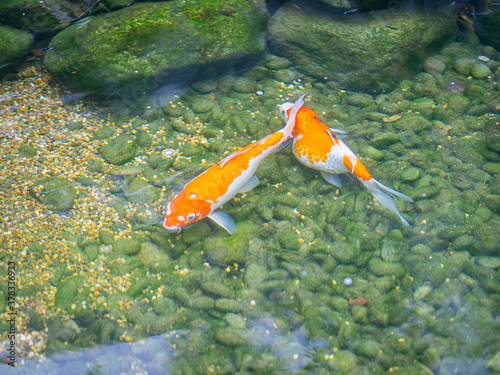 Colorful decorative koi fish or fancy carp float in pond