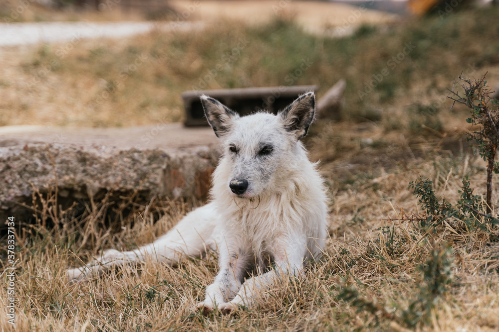 Fototapeta premium Farm Dog