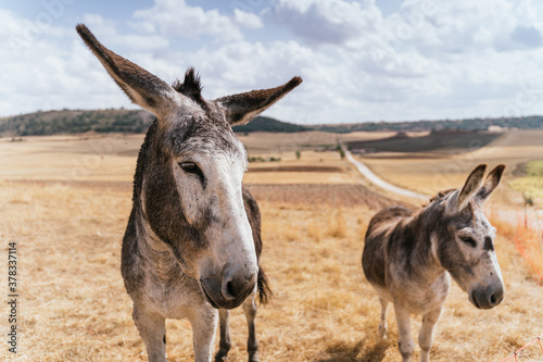 Canvas-taulu Donkeys In A Field