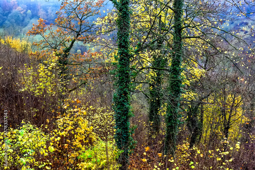 Autumn park with golden leaves in old town Rothenburg ob der Tauber, Bavaria, Germany. November 2014