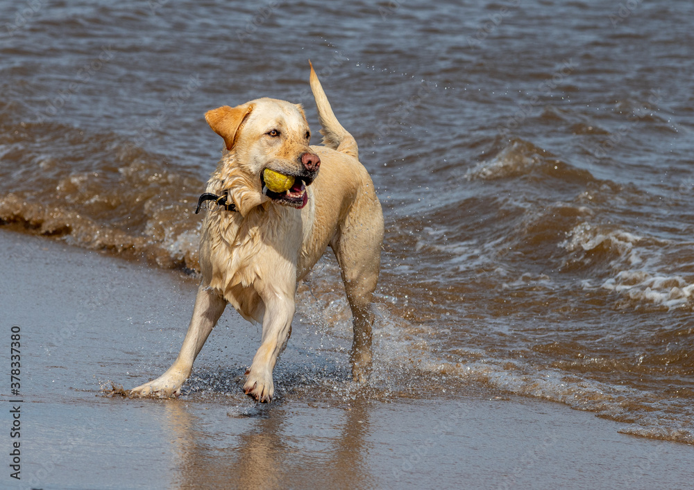 Yellow Labrador on the beach