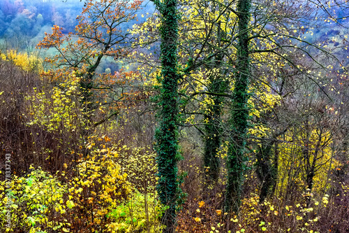 Autumn park with golden leaves in old town Rothenburg ob der Tauber, Bavaria, Germany. November 2014