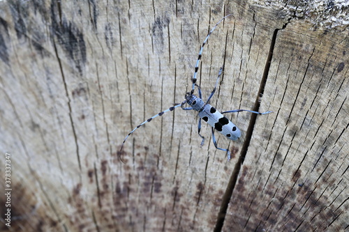  Rosalia longicorn (Rosalia alpina) or Alpine longhorn beetle photo