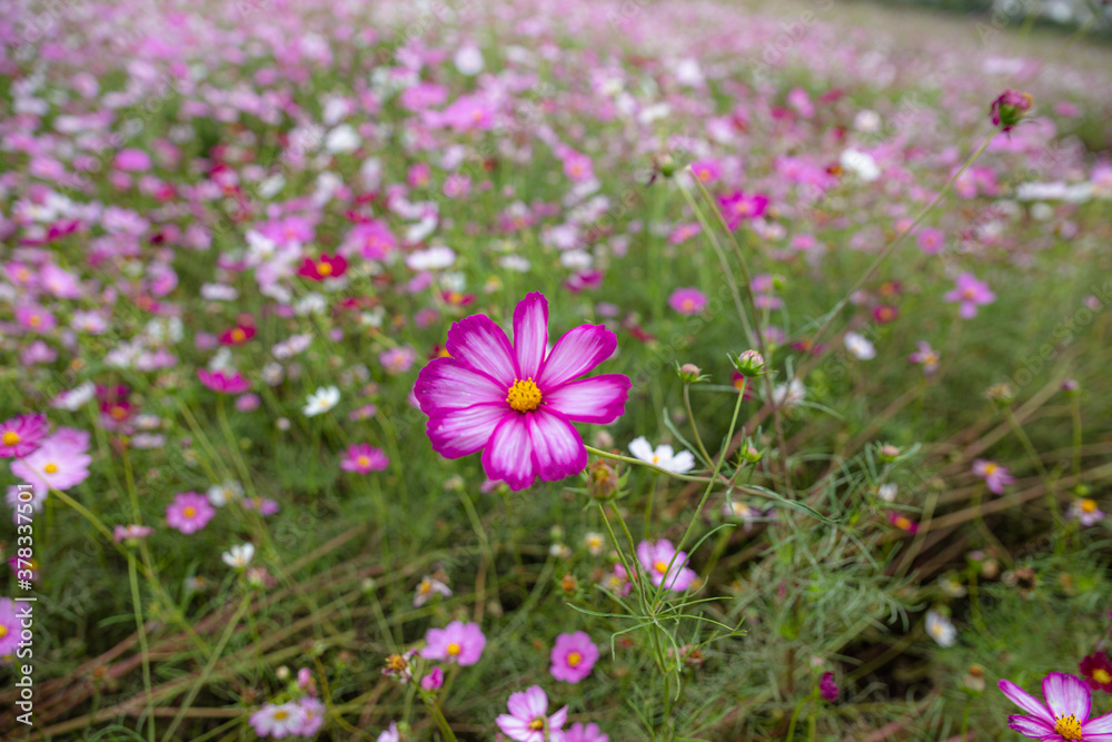 Fototapeta premium Cosmos field and colorful cosmos