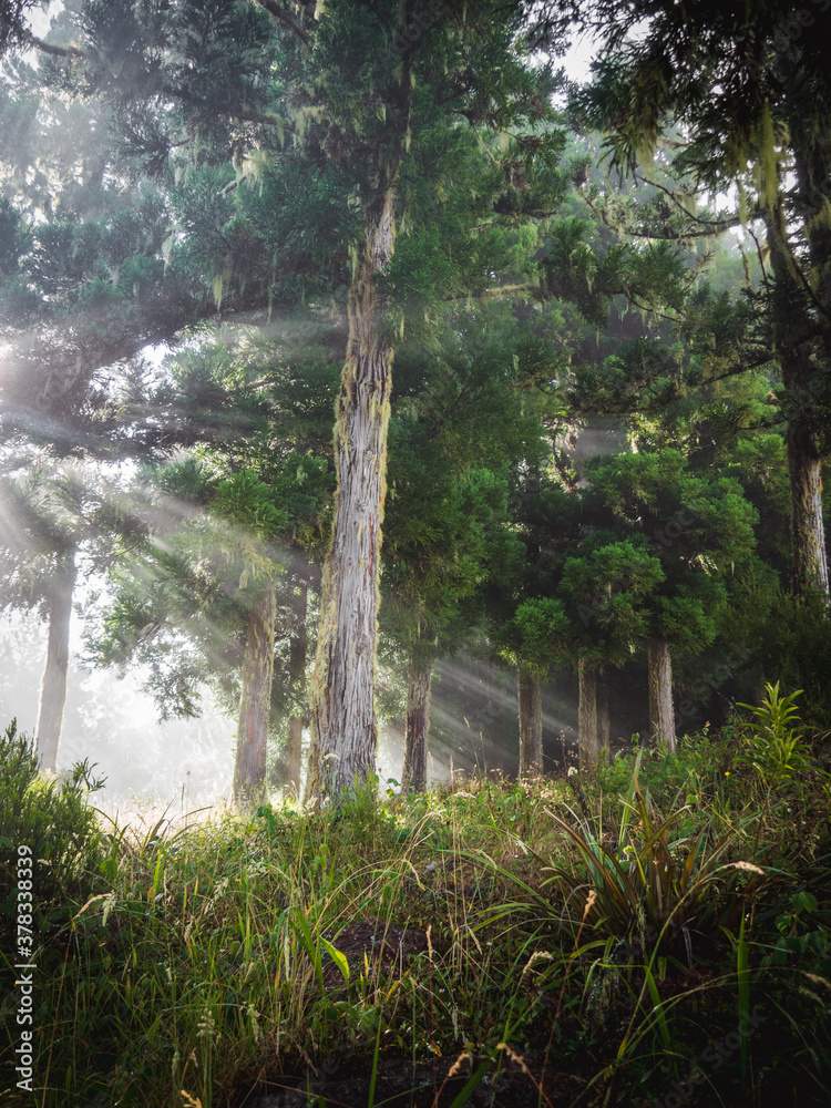 Naklejka premium Light rays through trees and forest during golden hour
