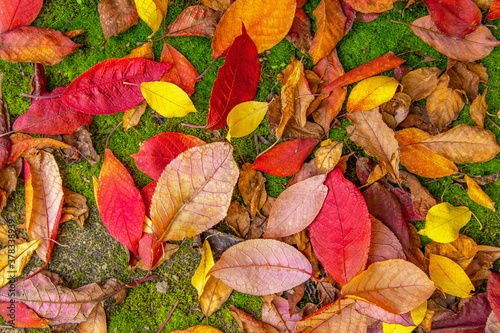 Autumn leaves. Colored, bright background of yellow and red leaves on green moss.