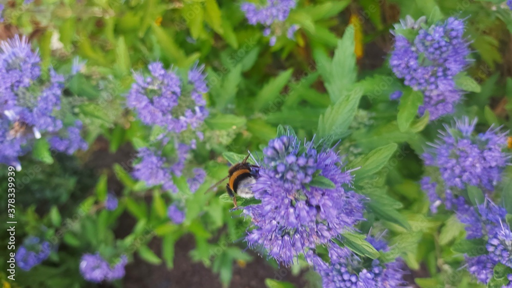 bart blumen mit Honigbiene,blue baloon with honeybee bart blumen mit Honigbiene,blue baloon with honeybee