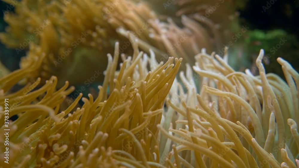 Wild anemones with long tentacles moving underwater during global warming on earth.Close up shot. Wild anemones with long tentacles moving underwater during global warming on earth.Close up shot.