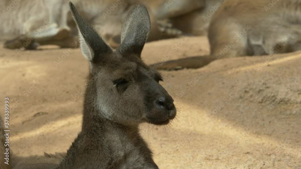 Close up shot of cheerful kangaroo face wiggling with head and ears outdoor during summer day. Close up shot of cheerful kangaroo face wiggling with head and ears outdoor during summer day.