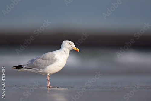 European herring gull (Larus argentatus) on the beach © Bouke