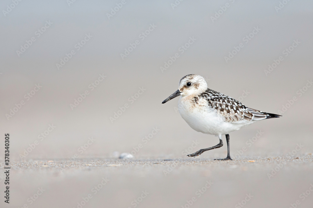 A sanderling (Calidris alba) in winter plumage resting on a Dutch beach during the fall migration A sanderling (Calidris alba) in winter plumage resting on a Dutch beach during the fall migration