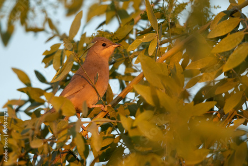 Grey Hypocolius perched on acacia tree in  the morning hours, Bahrain photo