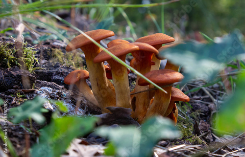 Poisonous mushrooms, Omphalotus Illudens. dangerous mushrooms,A cluster of orange mushrooms ,Italy. photo