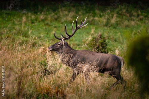 Wallpaper Mural The Red Deer (Cervuls elaphus) during the rutting season. Carpathian Mountains, Bieszczady, Poland. Torontodigital.ca