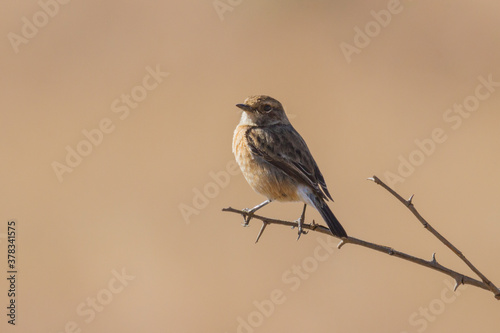 Female african stonechat (Saxicola torquatus) perched on a tree branch in South Africa