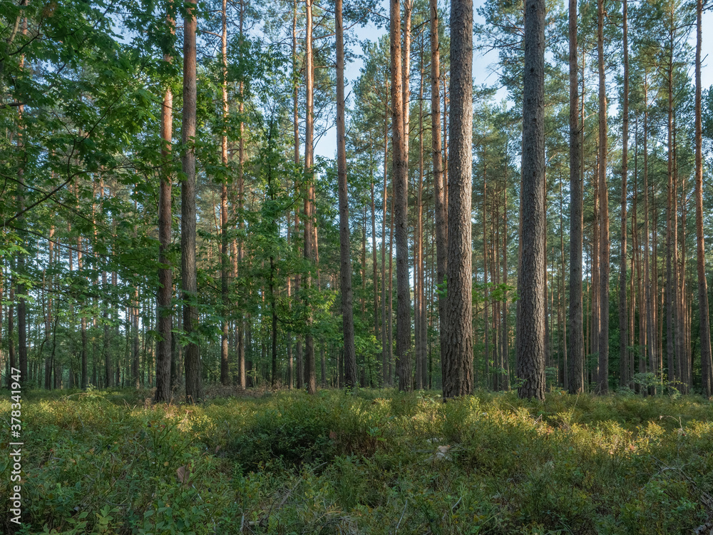 Forest trunks against blue evening sky. Upward view on the coniferous trees of the Lower Silesian Forest. Forest trunks against blue evening sky. Upward view on the coniferous trees of the Lower Silesian Forest.