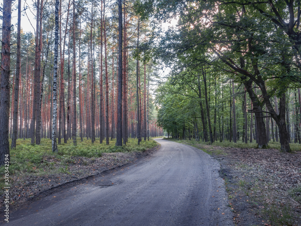 Fototapeta premium Bending rural path separating coniferous and deciduous forests. Lower Silesian Forest (Bory Dolnośląskie) the largest continuous forest of Poland