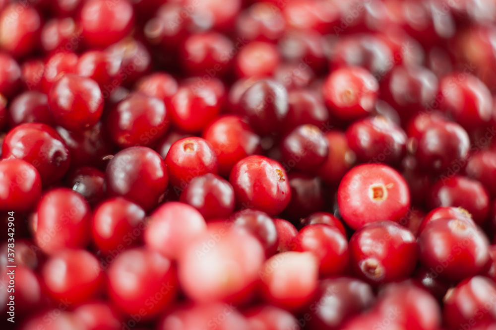 Cranberry. Small forest red berry. A scattering of cranberries. Vitamins from nature Cranberry. Small forest red berry. A scattering of cranberries. Vitamins from nature