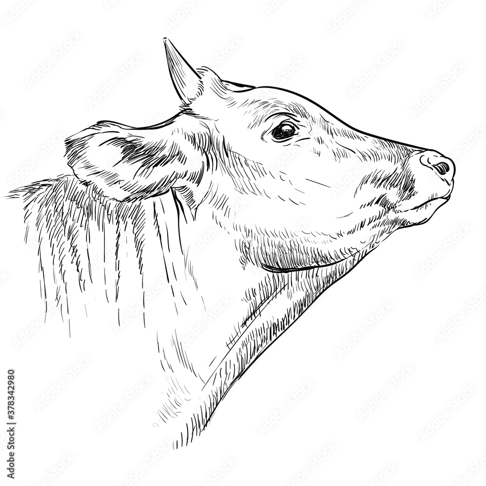 Monochrome horned cow head sketch hand drawn vector illustration ...