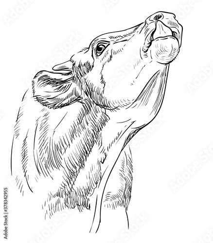 Cute funny cow head sketch hand drawn vector illustration isolated on white background. Engraving sketch illustration of bull for label, poster, print and design.