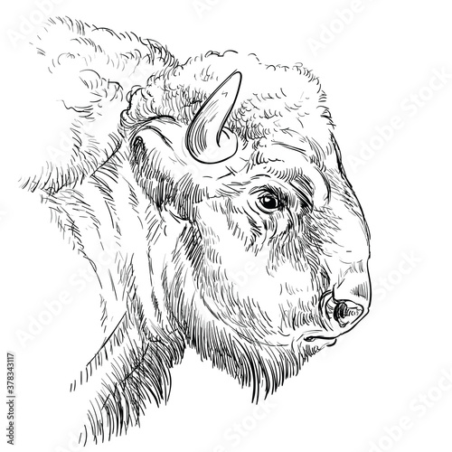 Monochrome head of brutal bison sketch hand drawn vector illustration isolated on white background. Engraving sketch illustration for label, poster, print and design.