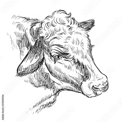 Monochrome portrait of kind cow sketch hand drawn vector illustration isolated on white background. Engraving sketch illustration of bull for label, poster, print and design.