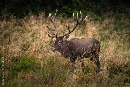 Wallpaper Mural The Red Deer (Cervuls elaphus) during the rutting season. Carpathian Mountains, Bieszczady, Poland. Torontodigital.ca